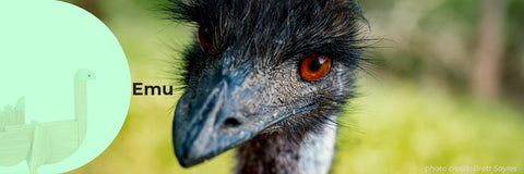Curious facts about Emu
