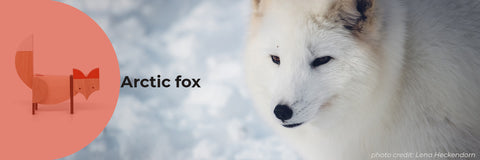 Curious facts about Arctic fox