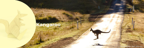 Curious facts about Kangaroo