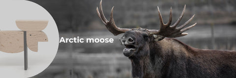 Curious facts about Arctic moose