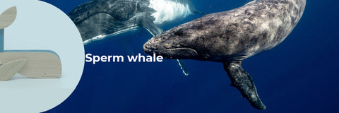 curious facts about sperm whale
